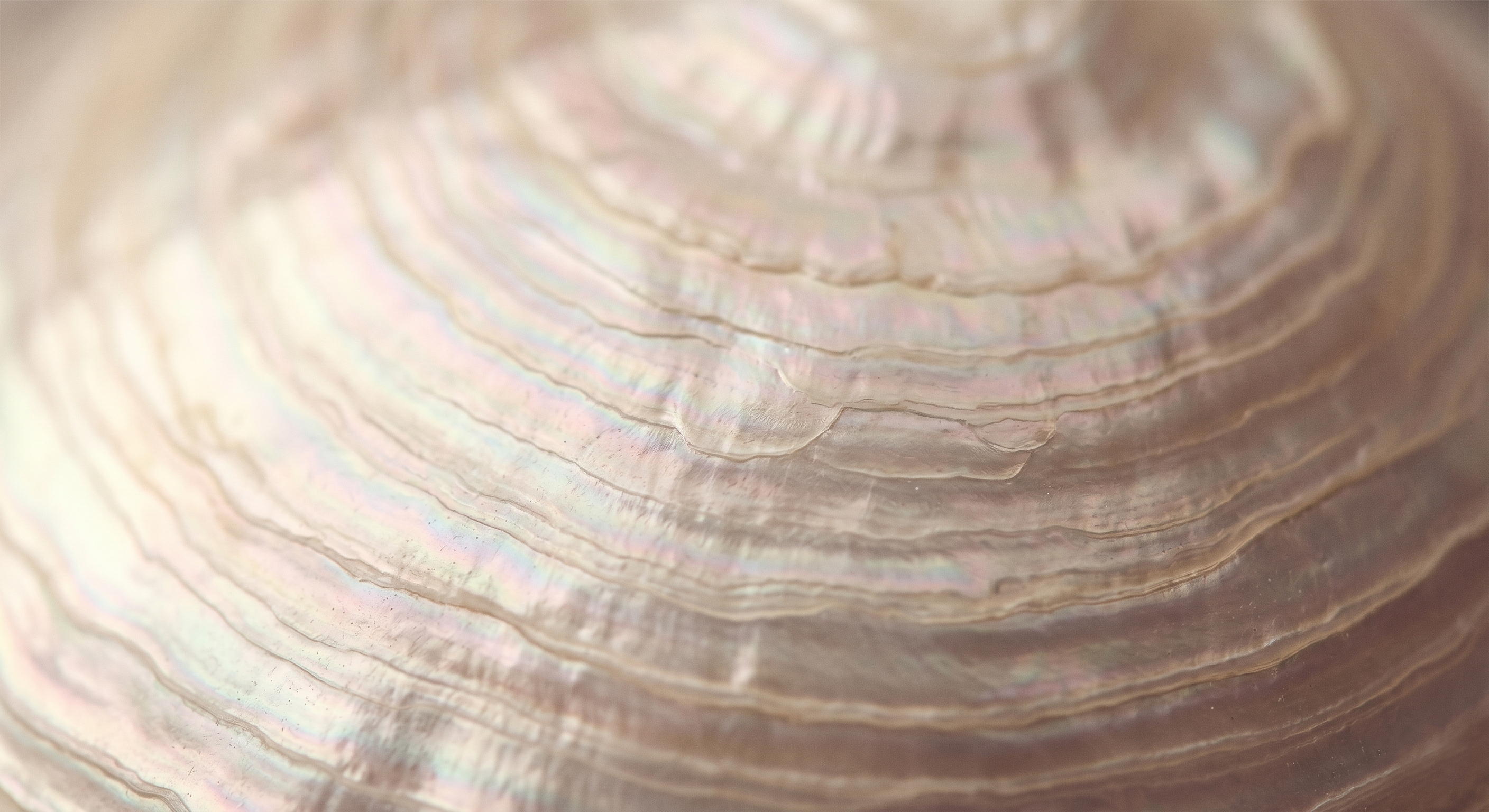 collection-banner-image