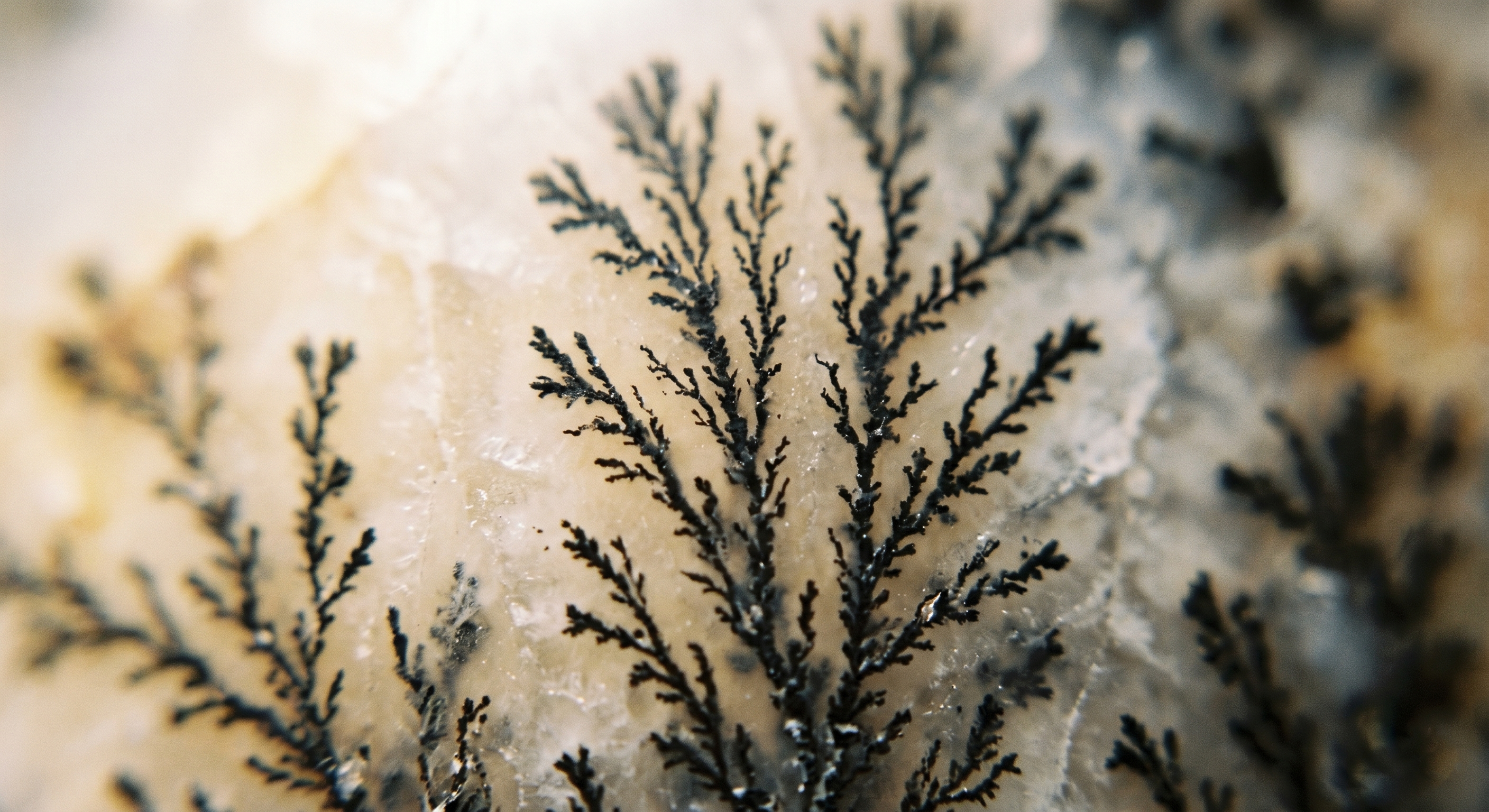 collection-banner-image
